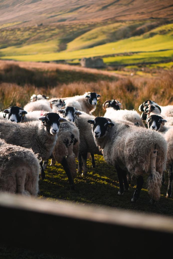 herd of sheep on green grass field during daytime